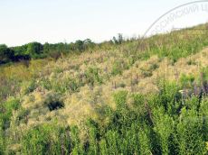 Clematis-lathyrifolia_плодоношение